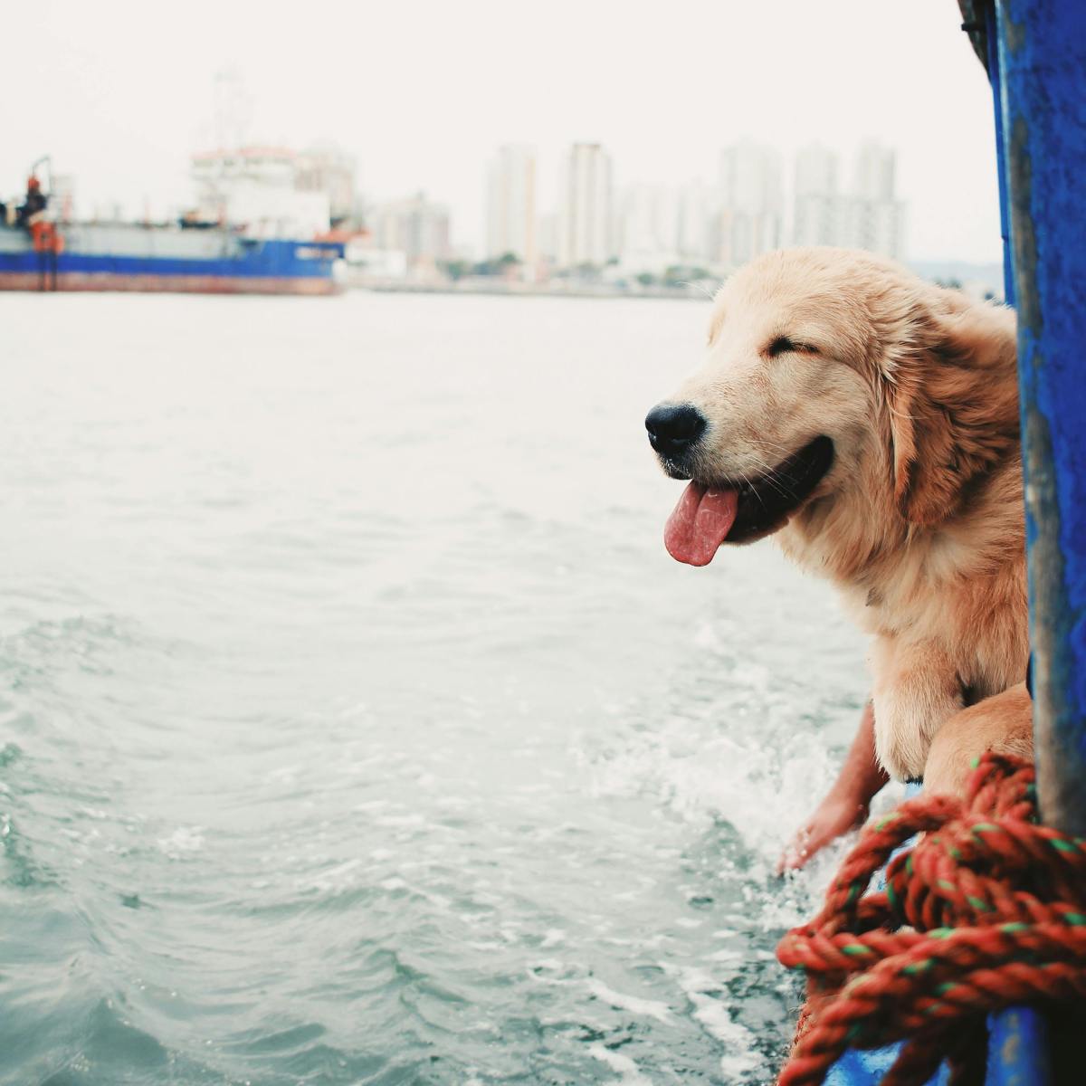 Captain Paws: Dog Navigates the High Seas